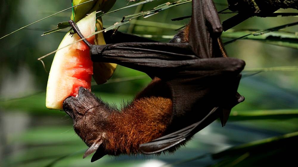 Malayan flying fox